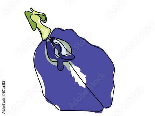 Butterfly pea flower in continuous line drawing on a white background.