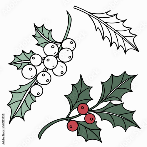 Green holly leaves with red and white berries mistletoe