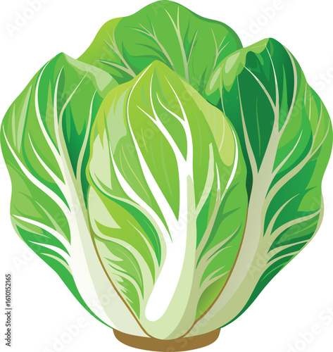 Fresh napa cabbage vegetable illustration isolated on white background