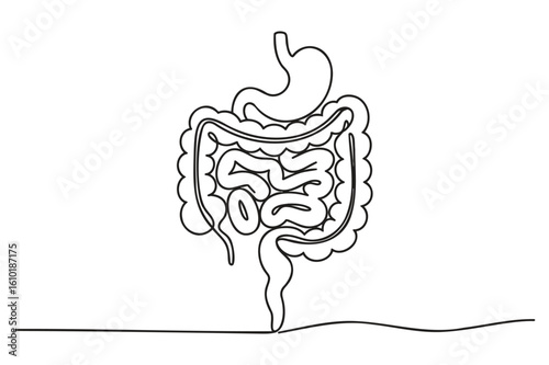 Continuous line vector of human intestine anatomy