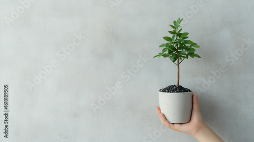 Small green plant in white pot held by hand with gray textured background, symbolizing growth and care