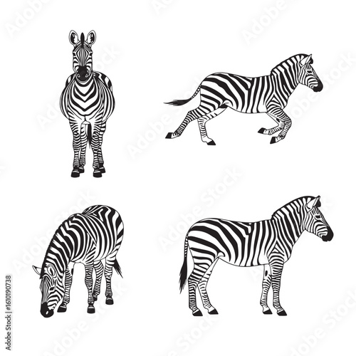 zebra vector illustration