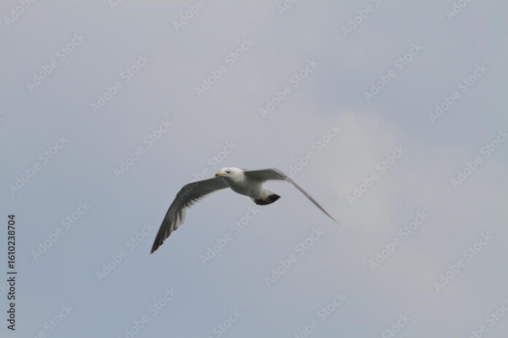 Obraz premium 青空を飛ぶカモメ