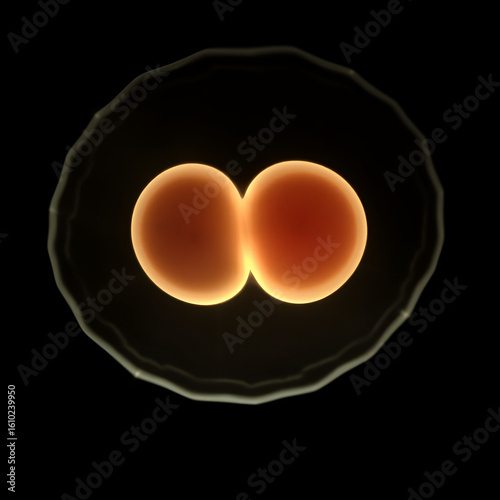 The 2-cell stage in early embryonic development occurs after the first mitotic division of the zygote, resulting in two identical cells called blastomeres.