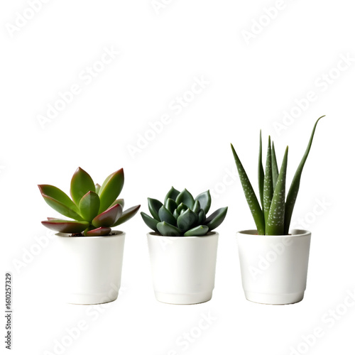 Set of 3 Succulent Plants in White Pots – Modern Indoor Décor
