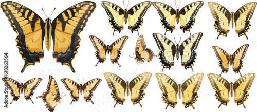 tiger swallowtail butterfly watercolor clipart