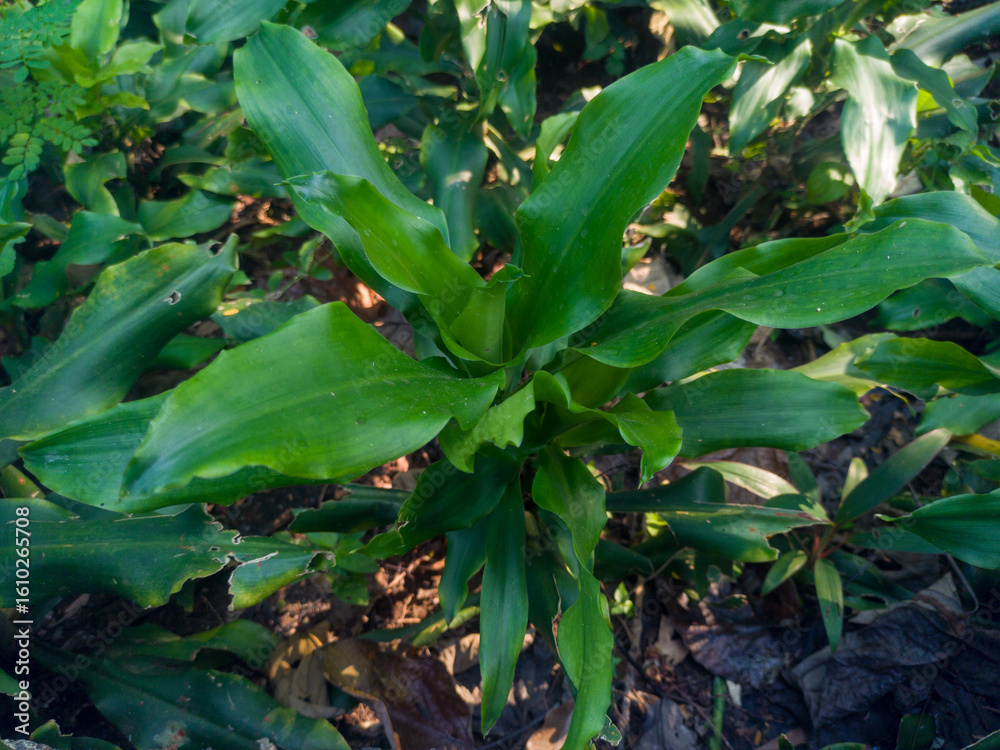 Obraz premium The galangal plant is one of the many spice plants originating from Indonesia. 