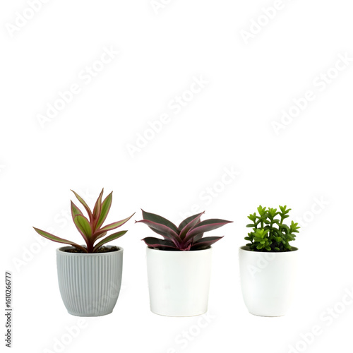 Set of 3 Succulent Plants in White Ceramic Pots – Modern Home Décor