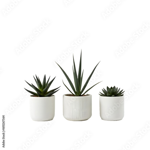 Set of Indoor Succulent Plants and Snake Plant in White Pots