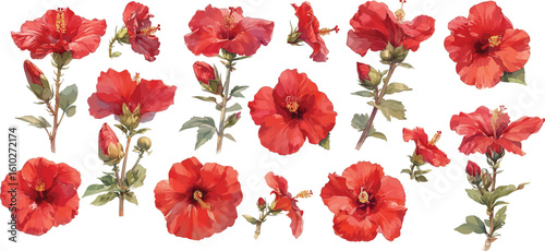 red hibiscus watercolor clipart