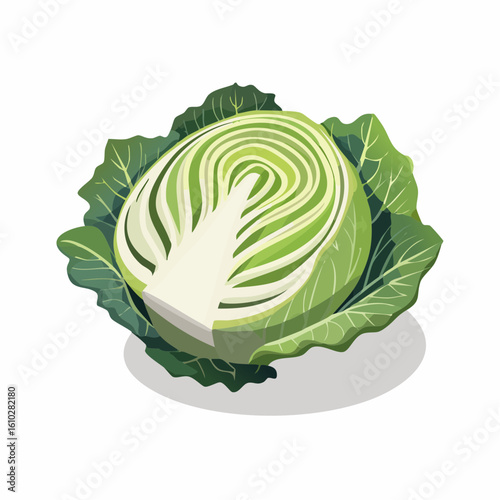 An illustrative cross section of a vibrant green cabbage displaying its layered texture and leafy base
