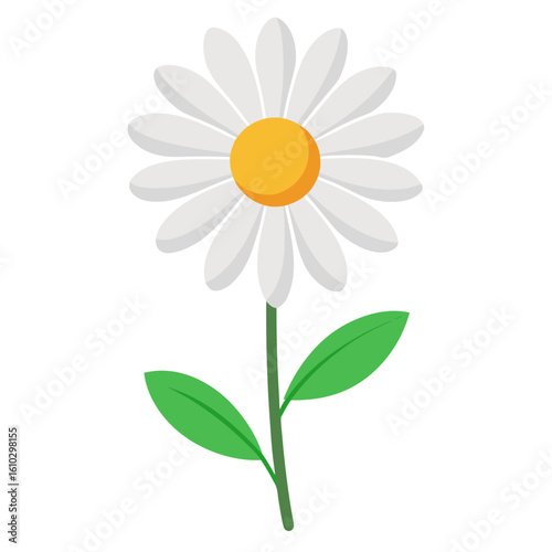 daisy flower isolated on white background