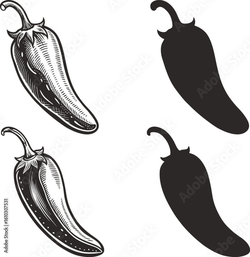 Hand Drawn Engraved Style and Silhouette of a Jalapeno Pepper for Culinary and Artistic Designs