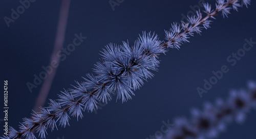 Macro Shot of Frosty Blue Botanical Branch