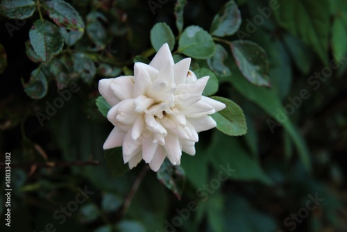 white and yellow flower