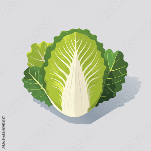 Vibrant vector illustration of a fresh and healthy cabbage head isolated on background