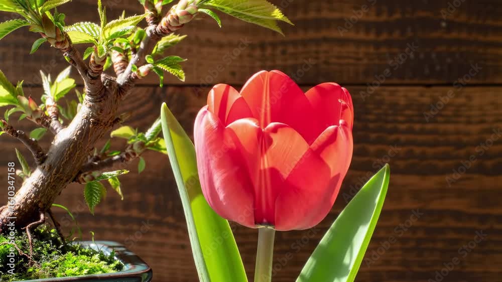 Elegant Red Tulip Blooming Beside Miniature Bonsai Tree and Rustic Wood Background