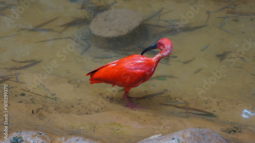 Photography Reddish birds at the Cali Zoo, Colombia