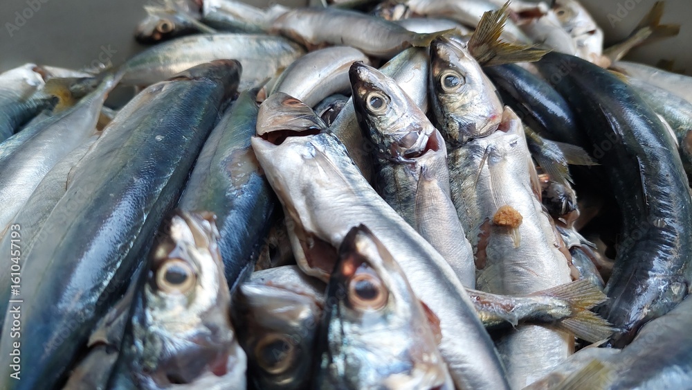 Obraz premium fresh fish on ice