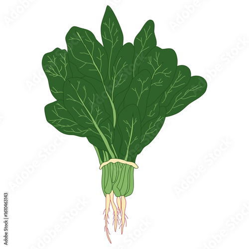 Fresh bunch of vibrant green spinach with roots, healthy ingredient for culinary creation