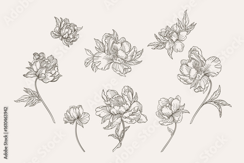 Set with peony flowers. Black and white. Line art.