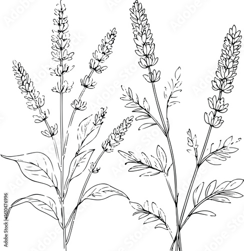 Single line art of lavender flower stem, minimal black and white floral sketch, delicate botanical illustration, clean vector outline on white background 1