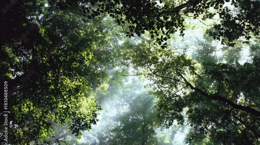 Fototapeta premium Sunlight filtering through dense forest canopy