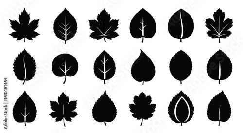 Collection of diverse leaf silhouettes for botanical illustrations and design projects showcasing natural forms and shapes for ecological awareness