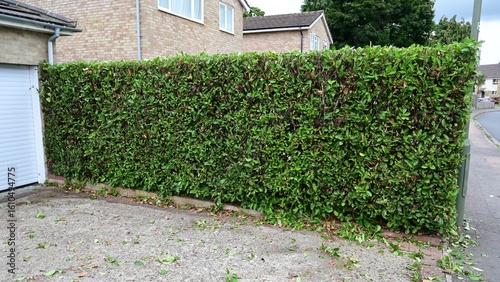 Freshly trimmed hedge used as a privacy barrier in the UK. 