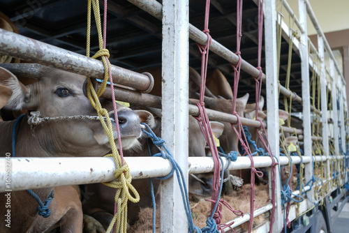 A group of healthy calves tightly secured in a transport truck, each identified with ear tags and ropes for safety. This image captures a crucial stage in livestock logistics, emphasizing proper handl