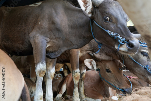 A group of healthy calves tightly secured in a transport truck, each identified with ear tags and ropes for safety. This image captures a crucial stage in livestock logistics, emphasizing proper handl