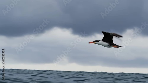 Sea swallow - Flying over the sea
