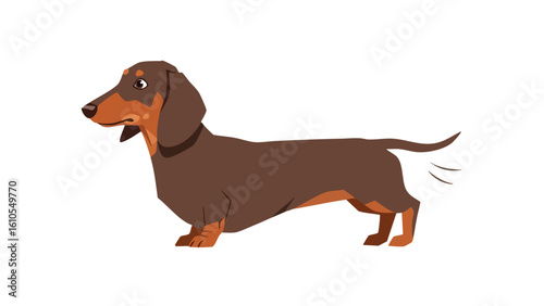 Adorable Dachshund Dog Standing Profile View. featuring dachshund, dog, canine and more, creating a perfect scene. This scene includes elements like pet, animal, puppy.