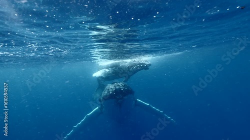 A humpback whale and her calf glide peacefully just below the ocean’s surface. This underwater video captures a tender moment between the gentle giants in their natural blue habitat.