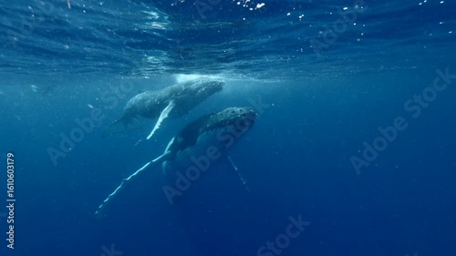 A humpback whale and her calf glide peacefully just below the ocean’s surface. This underwater video captures a tender moment between the gentle giants in their natural blue habitat.