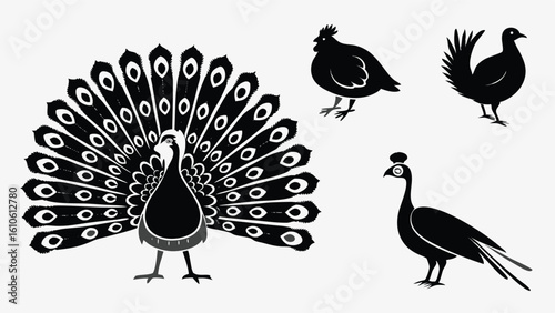 Elegant black and white vector illustrations featuring various silhouettes of domestic fowl and exotic peafowl