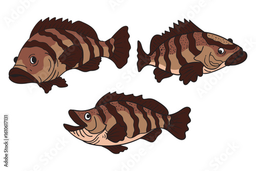 Grouper fish collection cartoon illustration