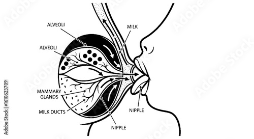 Diagram illustrating the process of milk production and flow in the mammary glands.