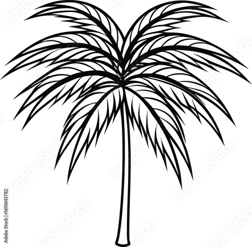 Line drawing of bacaba palm with long narrow leaves detailed tropical foliage vector illustration, Bacaba palm line drawing, Tropical palm leaf sketch, Botanical palm leaf vector art

