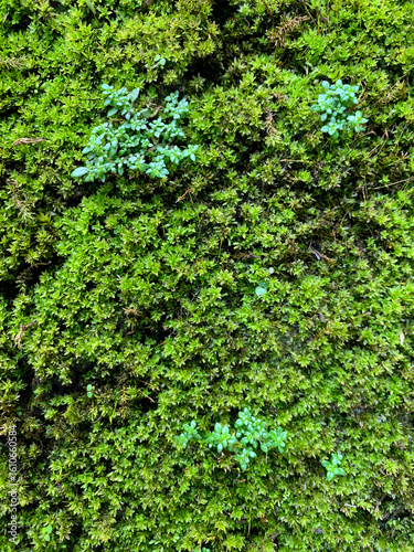 Green moss and small verdant tree background on the brick fence in rainy season