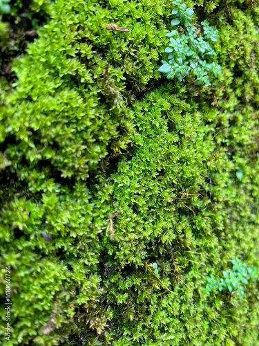 Green moss and small verdant tree background on the brick fence in rainy season