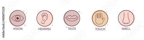 Illustration of human senses, including sensory perception, ear, eye, nose, mouth, hand, touch, taste, smell, sight, hearing, and organs, with anatomical symbols on a transparent background.