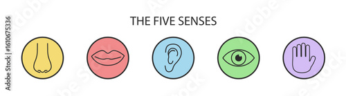 Illustration of human senses, including sensory perception of eye, ear, nose, mouth, tongue, hand, taste, smell, touch, hearing, and vision, with organ icons and vector symbols