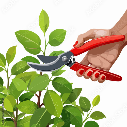 A Woman's Hand with red painted fingernails using sharp red garden shears to trim a vibrant green plant with lush leaves and branches.
