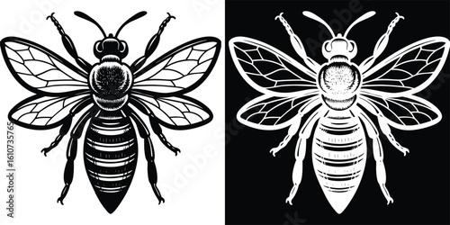 Handdrawn Detailed Honeybee Insect Mascot with Two Color Version Art