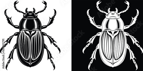Detailed Engraved Beetle Insect Illustration on Black and White Background