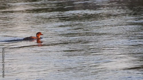 Wasservogel im Abendlicht 