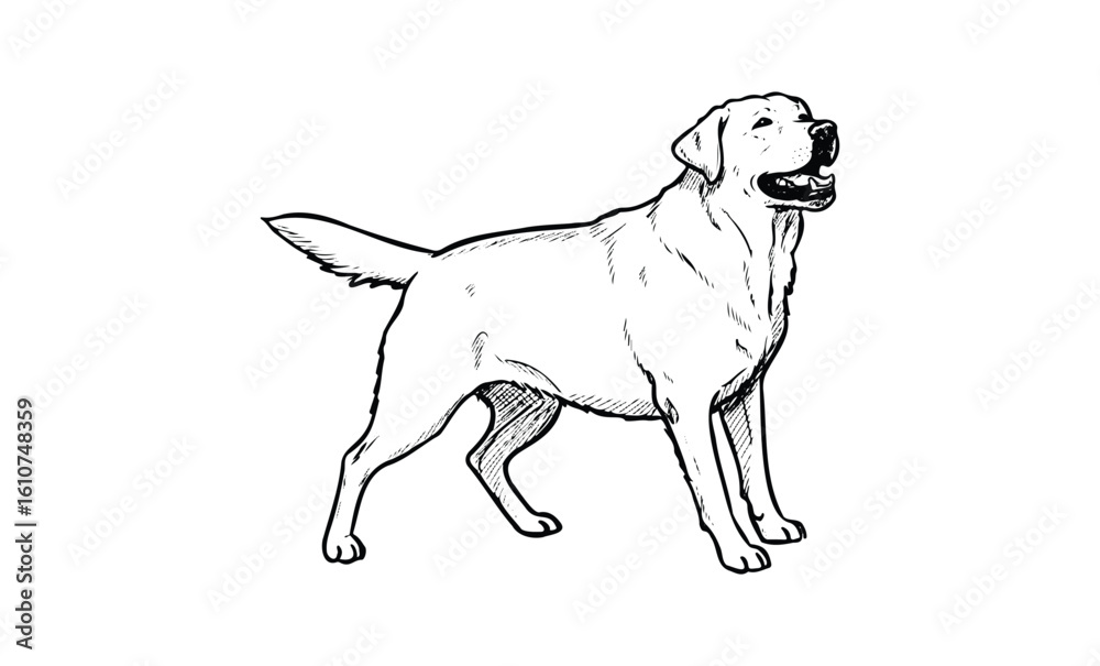 Fototapeta premium Black and white sketch of labrador retriever standing alert. Vector retro hand drawn illustration