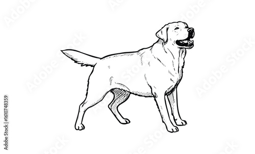 Black and white sketch of labrador retriever standing alert. Vector retro hand drawn illustration