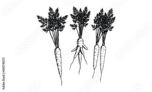 Hand-drawn black and white illustration of three carrots with intricate leaf details. Vector retro hand drawn illustration